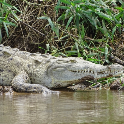 American crocodile in Tárcoles River