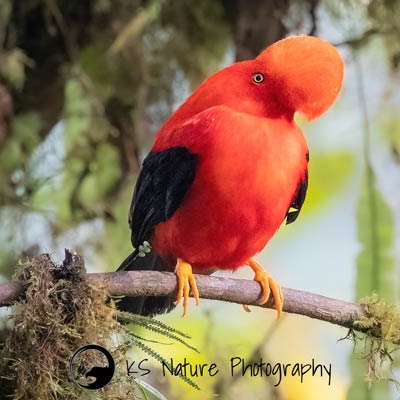 Andean Cock-of-the-rock