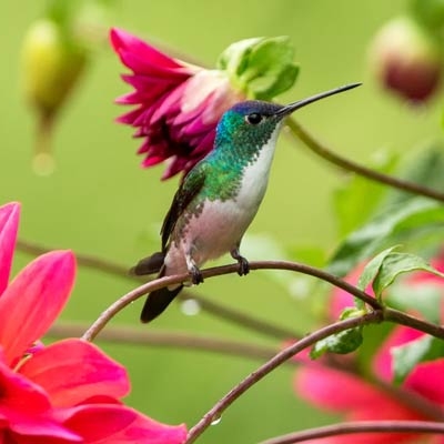 Andean Emerald