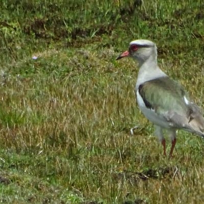 Andean Lapwing at Antisana