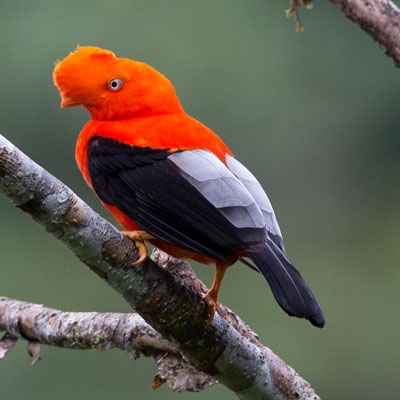 Andean Cock-of-the-rock