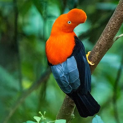 Andean Cock-of-the-rock
