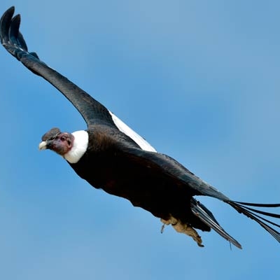 Andean Condor