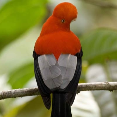 Andean Cock-of-the-rock