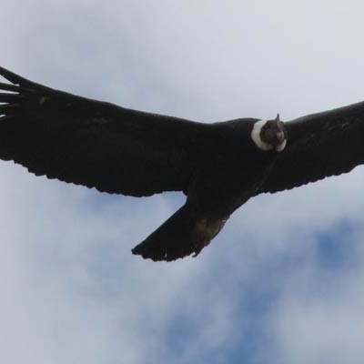 Andean Condor