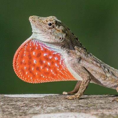 Anole lizard