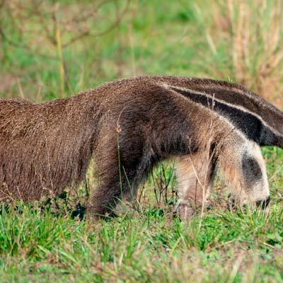 Giant anteater