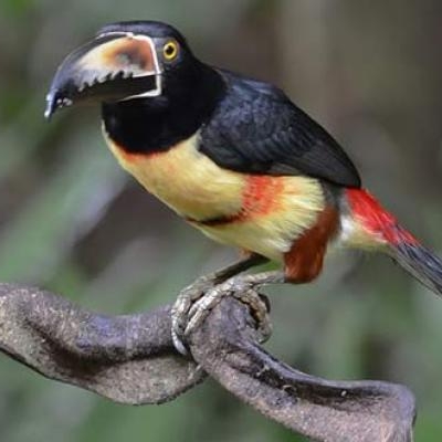 Collared Aracari