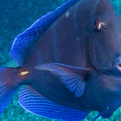 Atlantic blue tang