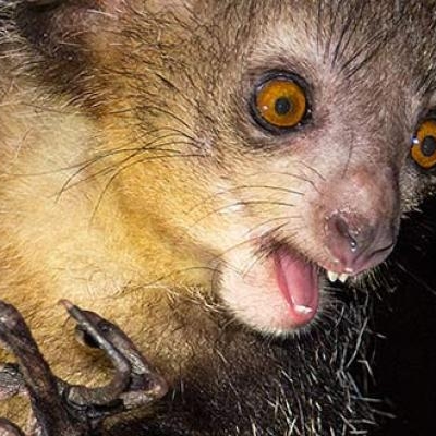 Aye-aye lemur