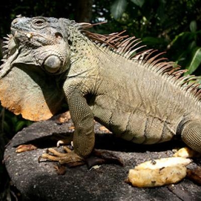 Green Iguana at Selva Verde Lodge and Rainforest Reserve