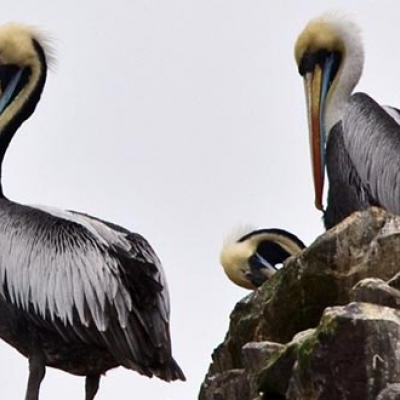 Pelicans on Ballestas Island