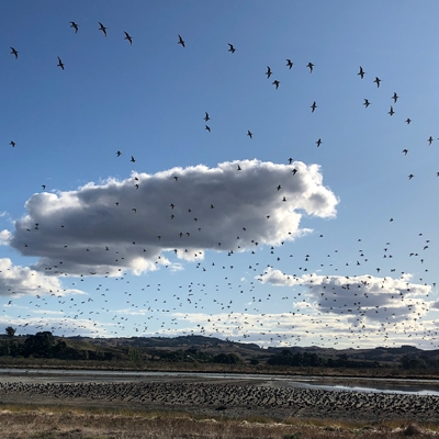 Bar-tailed Godwits at Pukorokoro Miranda Shorebird Center