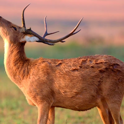 Barasingha deer