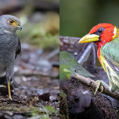 Barred Forest-Falcon and Red-headed Barbet
