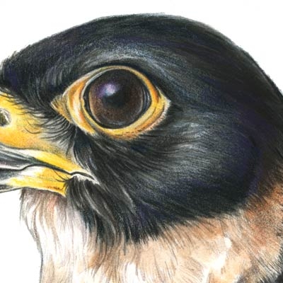 Bat falcon