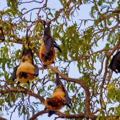 Madagascan flying foxes