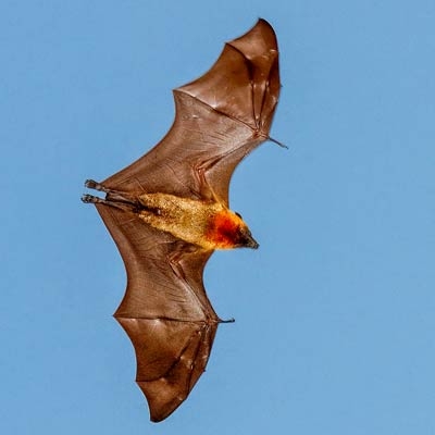 Madagascan flying fox