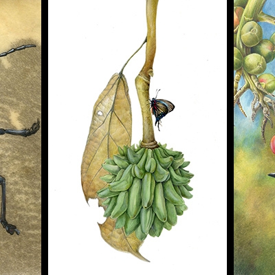 Beetle, fruit, aracari