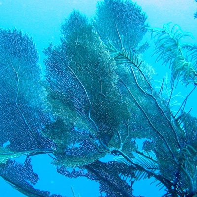 Belize coral reef