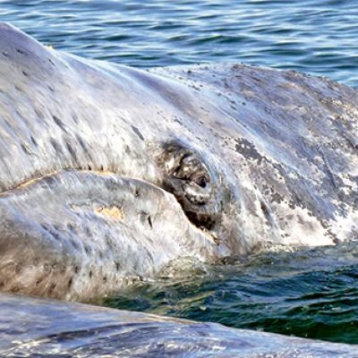 Grey Whale