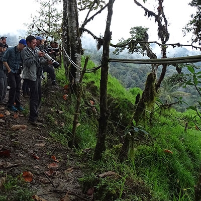Birding in the Andean cloud forests