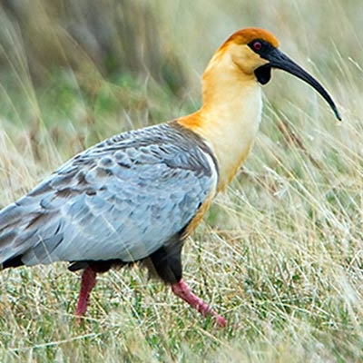 Black-faced Ibis