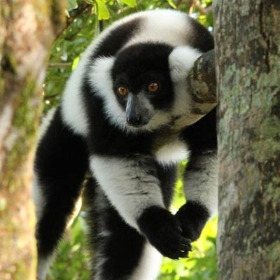 Black-and-white ruffed lemur