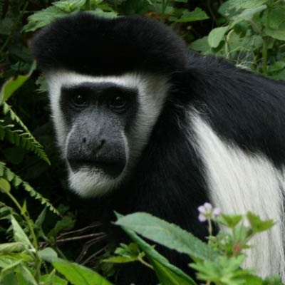 Black-and-white colobus in Arusha National Park