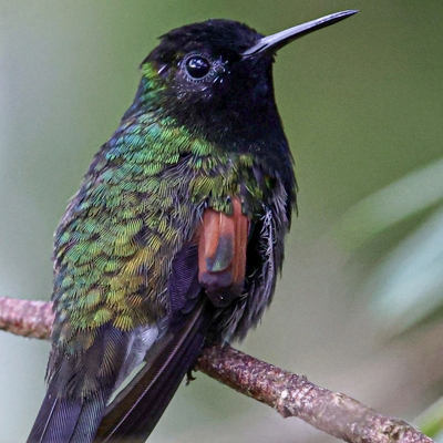 Black-belied Hummingbird