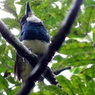 Black-breasted Puffbird