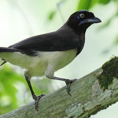 Black-chested Jay