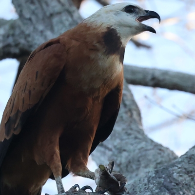 Black-collared Hawk