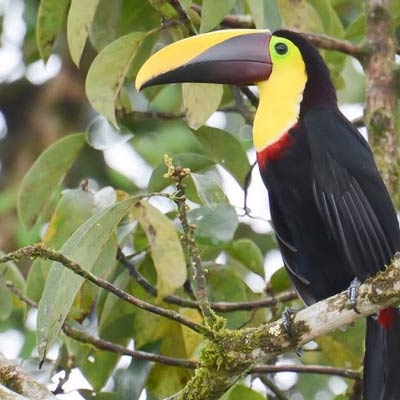 Yellow-throated Toucan