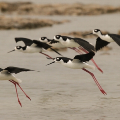 Black-necked Stilts