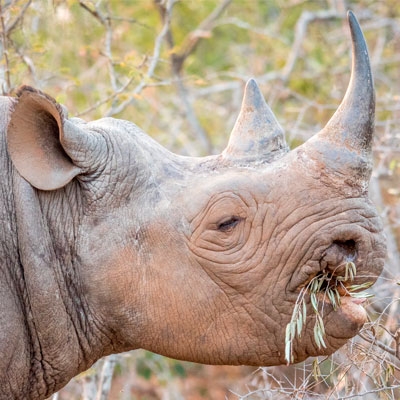 Black rhino