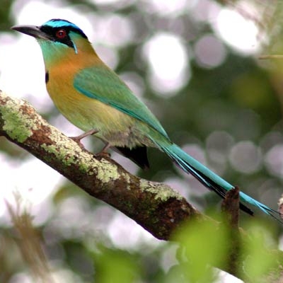 Lesson's Motmot