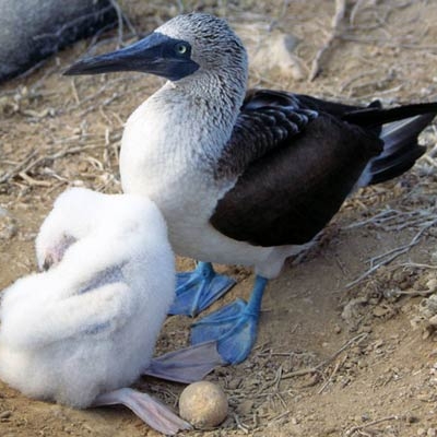 Blue-footed Boobies