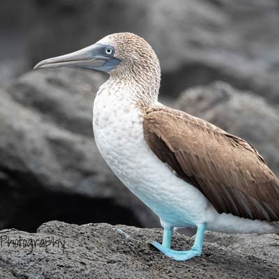 Blue-footed Booby