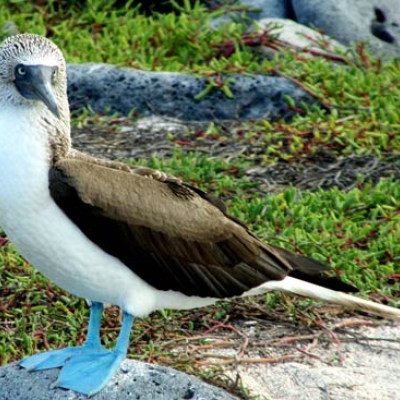 Blue-footed Booby