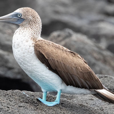 Blue-footed Booby
