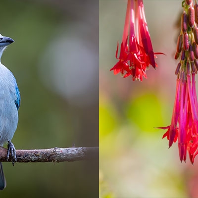 Blue-gray Tanager; Fuchsia boliviana