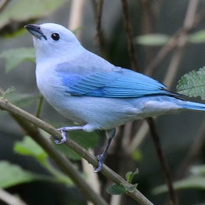Blue-gray Tanager