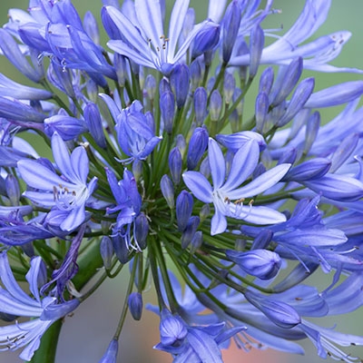 Blue lily