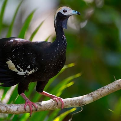 Blue-throated Piping-Guan