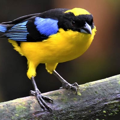 Blue-winged Mountain Tanager