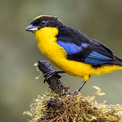 Blue-winged Mountain Tanager