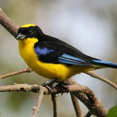 Blue-winged Mountain-Tanager