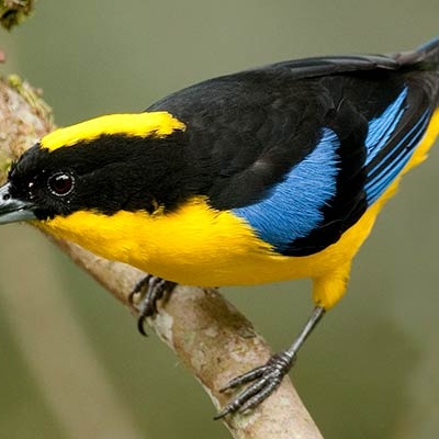 Blue-winged Mountain Tanager