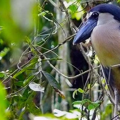 Boat-billed Heron (Cochlearius cochlearius)